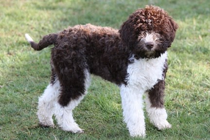Lagotto Romagnolo Dogs and Puppies