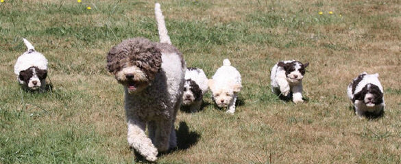 Lagotto Romagnolo Breeder - Dog Breeders