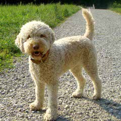 Lagotto Romagnolo - Dog and Puppy Pictures