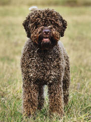 Lagotto Romagnolo of Canada - Dog and Puppy Pictures