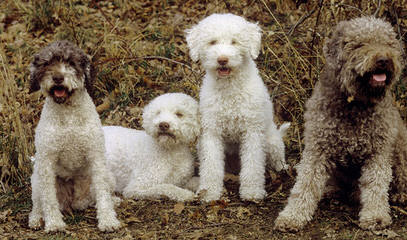 Comacchio Lagotti - Dog Breeders