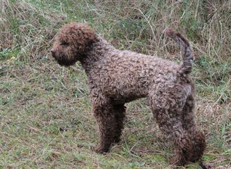 Lagotto Romagnolo - Dog Breeders