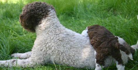 Lagotto Romagnolo - Dog and Puppy Pictures