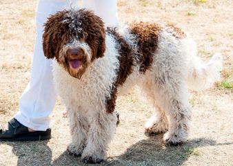 Wildrose Lagotto - Dog and Puppy Pictures