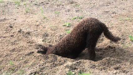 Lagotto Romagnolo of Canada - Dog Breeders