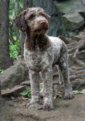 Wildrose Lagotto - Dog and Puppy Pictures