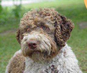 Lagotto Romagnolo Breeder - Dog Breeders