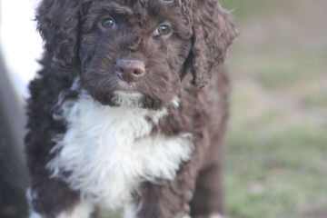 Wildrose Lagotto - Dog Breeders