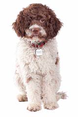 Lagotto Romagnolo - Dog and Puppy Pictures