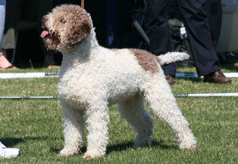 Lagotto Romagnolo Breeding - Dog and Puppy Pictures