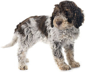 Wildrose Lagotto - Dog Breeders