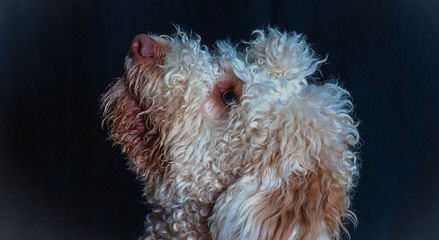 MiaBella Kennels - Dog Breeders