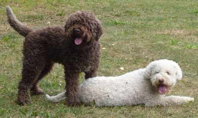 Comacchio Lagotti - Dog and Puppy Pictures