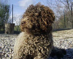Lagotto Romagnolo For Families - Dog and Puppy Pictures