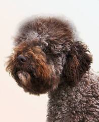 Lagotto Romagnolo Breeder - Dog Breeders