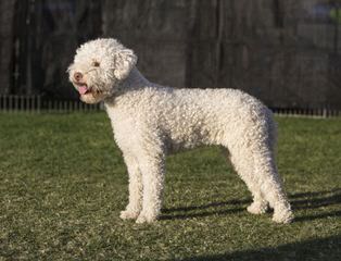 Wildrose Lagotto - Dog and Puppy Pictures