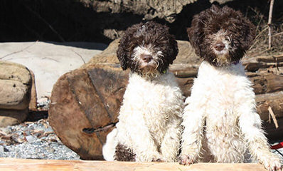 Lagotto Romagnolo For Families - Dog Breeders
