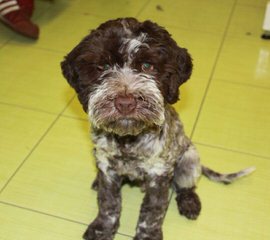 Lagotto Romagnolo Breeder - Dog and Puppy Pictures