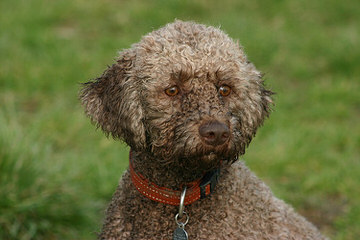 Lagotto Romagnolo of Canada - Dog and Puppy Pictures