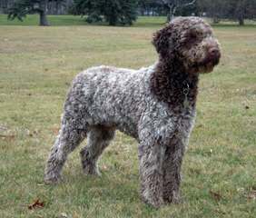 Luv-A-Lagotto - Dog Breeders