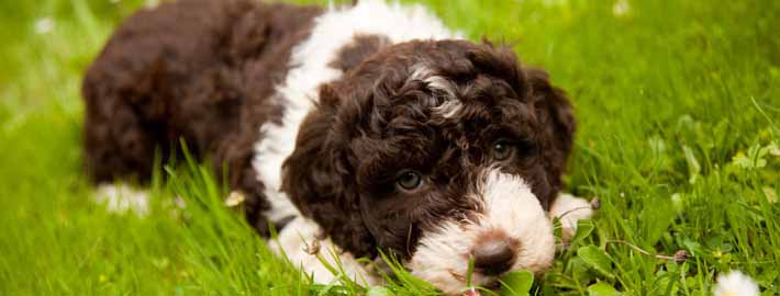 Lagotto Romagnolo of Canada - Dog and Puppy Pictures