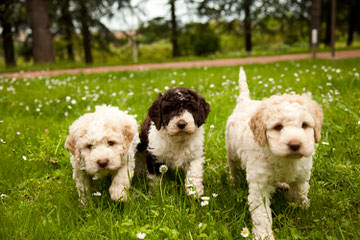 Lagotto Romagnolo - Dog and Puppy Pictures