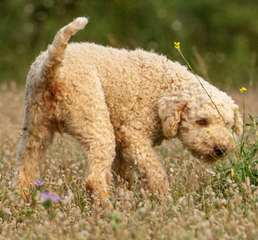 Lagotto Romagnolo For Families - Dog and Puppy Pictures