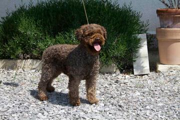 Wildrose Lagotto - Dog Breeders