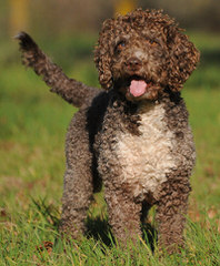 Lagotto Romagnolo For Families - Dog and Puppy Pictures