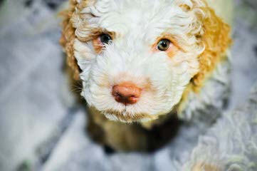 Lagotto Romagnolo For Families - Dog Breeders