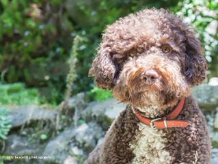 Comacchio Lagotti - Dog Breeders