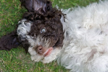 Lagotto Romagnolo For Families - Dog Breeders