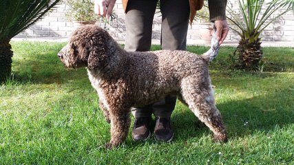 Lagotto Romagnolo Breeding - Dog and Puppy Pictures