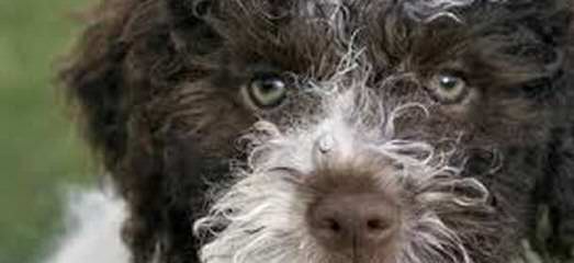 Lagotto Romagnolo of Canada - Dog Breeders