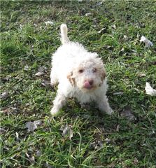 Lagotto Romagnolo Breeder - Dog and Puppy Pictures