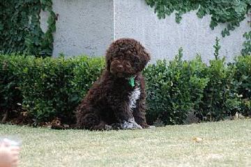 Lagotto Romagnolo Breeding - Dog Breeders