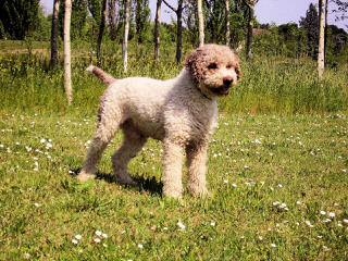 Luv-A-Lagotto - Dog Breeders