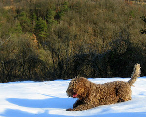 Lagotto Romagnolo Breeder - Dog and Puppy Pictures