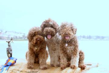 Lagotto Romagnolo For Families - Dog Breeders