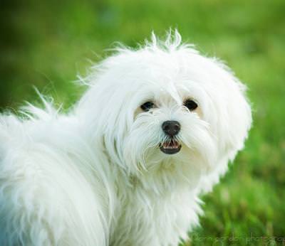 Maltese Dogs and Puppies