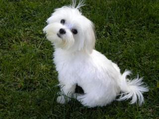 Maltipoo Pups - Dog Breeders