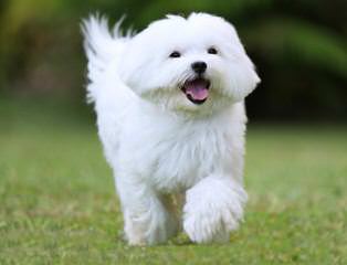 Maltese Puppies Of White Passion - Dog Breeders