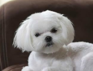 Designer Mi-Ki Maltese Malti Poos - Dog and Puppy Pictures