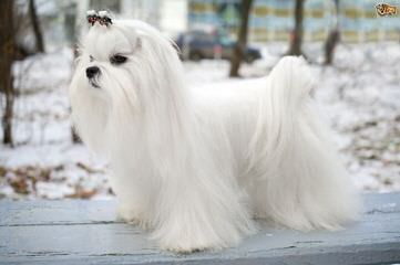Searching For A Small Female Dog For Mating - Dog Breeders