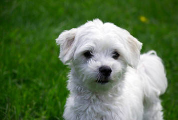 Little Patch Of Heaven Maltese - Dog Breeders