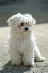 Looking To Breed Maltese - Dog and Puppy Pictures