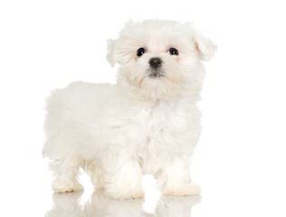 Maltese Puppies Of White Passion - Dog Breeders