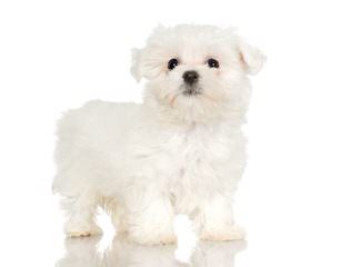 Maltese - Dog and Puppy Pictures