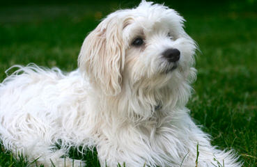 Susen’s Maltese - Dog Breeders