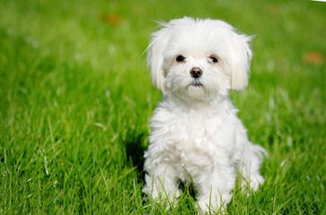 Fancy White Tea-Cup Pomeranian Maltese Babies Available Now - Dog and Puppy Pictures